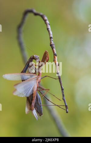 Une femelle priant des mantis dévorant mal priant des matis. Cannibalisme. Banque D'Images