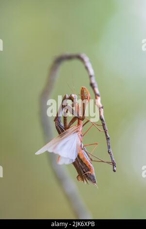 Une femelle priant des mantis dévorant mal priant des matis. Cannibalisme. Banque D'Images