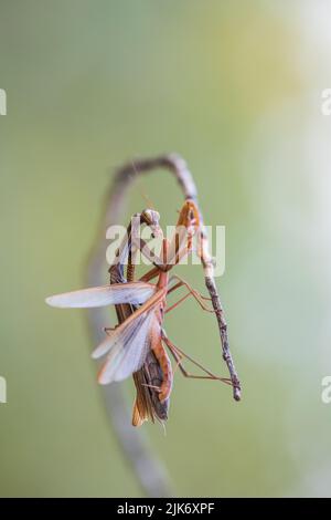 Une femelle priant des mantis dévorant mal priant des matis. Cannibalisme. Banque D'Images