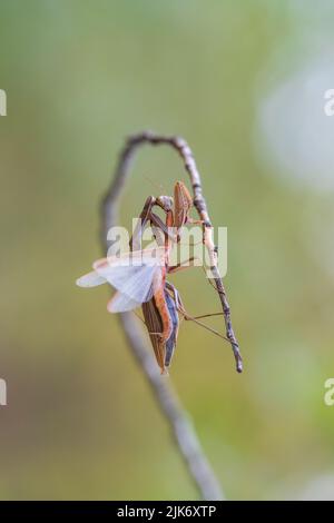 Une femelle priant des mantis dévorant mal priant des matis. Cannibalisme. Banque D'Images