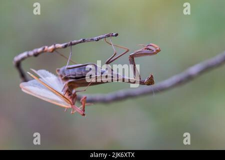 Une femelle priant des mantis dévorant mal priant des matis. Cannibalisme. Banque D'Images