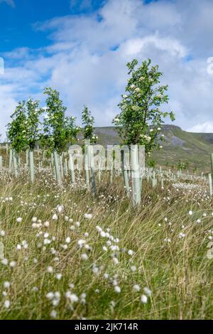 Landes dans la vallée de l'Eden supérieur plantées d'arbres résineux dans le cadre d'un projet environnemental. Mallerstank, Cumbria, Royaume-Uni. Banque D'Images