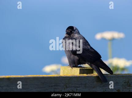 Gros plan d'une Jackdaw perchée sur une clôture par une belle journée d'été, au Royaume-Uni. Banque D'Images