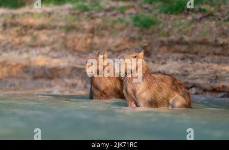 Deux capybaras dans l'eau sur une rive de rivière, Pantanal Sud, Brésil. Banque D'Images