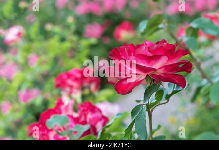 Roses rouges avec une fleur centrale blanche dans le jardin de roses en été. Banque D'Images