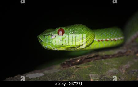 Vipère de la fosse d'un pape mâle (Trimeresurus popeiorum). Banque D'Images