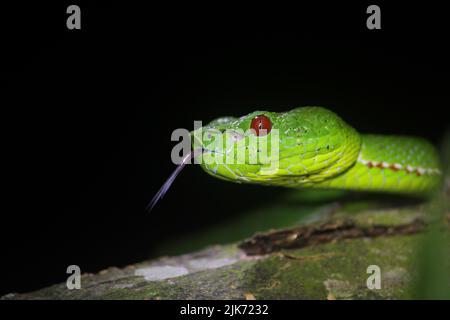 Vipère de la fosse d'un pape mâle (Trimeresurus popeiorum). Banque D'Images