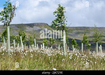 Landes dans la vallée de l'Eden supérieur plantées d'arbres résineux dans le cadre d'un projet environnemental. Mallerstank, Cumbria, Royaume-Uni. Banque D'Images