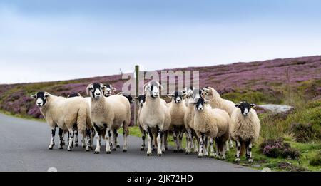 Troupeau de brebis et d'agneaux de Swaledale sur une route de la lande dans le parc national des Moors de North York, Royaume-Uni. Banque D'Images