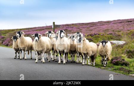 Troupeau de brebis et d'agneaux de Swaledale sur une route de la lande dans le parc national des Moors de North York, Royaume-Uni. Banque D'Images