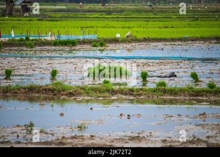 Photo d'un paysage rizicole, Aceh, Indonésie. Banque D'Images