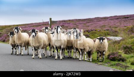 Troupeau de brebis et d'agneaux de Swaledale sur une route de la lande dans le parc national des Moors de North York, Royaume-Uni. Banque D'Images