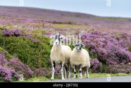 Troupeau de brebis et d'agneaux de Swaledale sur une route de la lande dans le parc national des Moors de North York, Royaume-Uni. Banque D'Images