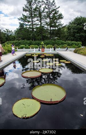 Montréal, Canada - 30 juillet 2022 : fleurs de Lotus fleuries dans le jardin botanique de Montréal Banque D'Images