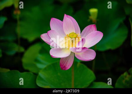 Montréal, Canada - 30 juillet 2022 : fleurs de Lotus fleuries dans le jardin botanique de Montréal Banque D'Images