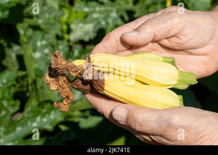 Courgettes gâchées à la racine. Saison de récolte d'été. Vaincre les légumes de la maladie sur le terrain. Mauvaise récolte. Agriculture. Banque D'Images