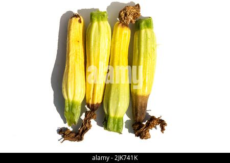 Courgettes gâchées sur un fond clair. Courge pourrie. Culture incorrecte des légumes. Maladies des plantes Banque D'Images