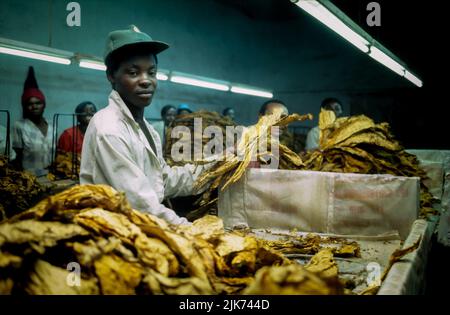Chaîne de production dans une usine de tabac au Zimbabwe Banque D'Images