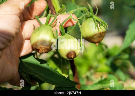 Maladie de la tomate. Les tomates vertes pourrissent sur une branche dans un jardin rural par une journée ensoleillée. Les tomates sont endommagées et malades Banque D'Images