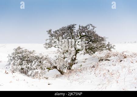 Après une tempête de neige à Wensleydale, dans le North Yorkshire, au Royaume-Uni, le Bush de Hawthorn a pesé dans ses branches. Banque D'Images