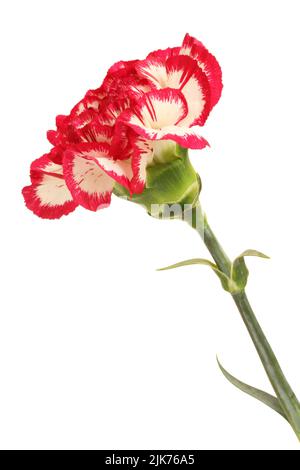 Carnation blanche avec bords rouges de pétales isolés sur fond blanc Banque D'Images