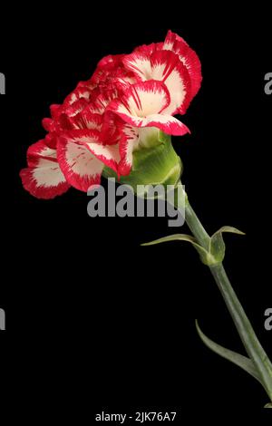 Carnation blanche avec bords magenta de pétales isolés sur fond noir Banque D'Images