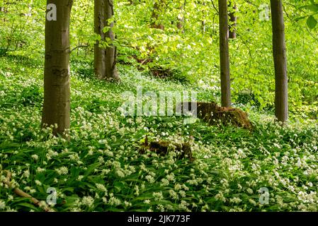 Forêt idyllique de hêtre de printemps avec ail sauvage à fleurs (Allium ursinum), Ith, Weserbergland, Allemagne Banque D'Images