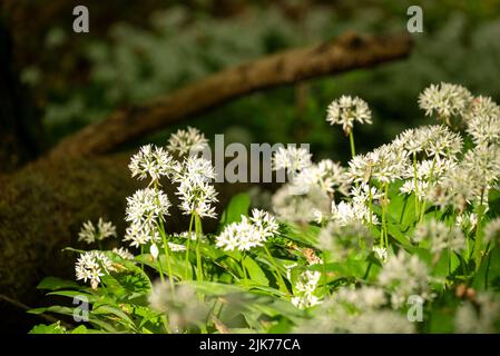 Gros plan de plantes à l'ail sauvage en fleurs (Allium ursinum) dans une belle lumière, croissant dans une forêt de printemps, Ith, Weserbergland, Allemagne Banque D'Images