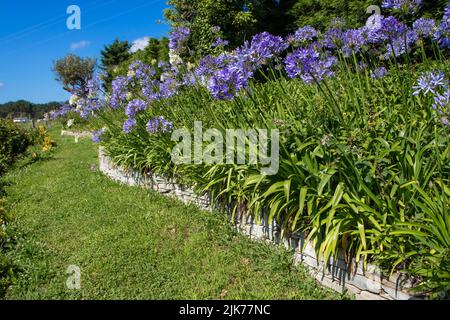 Agapanthus ou nénuphars du Nil ou nénuphars africains fleurs bleues et blanches sur le mur de retenue en pierre qui encadrent le chemin de pelouse dans le jardin Banque D'Images