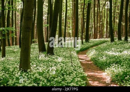 Sentier de randonnée accueillant bordé d'ail sauvage en fleurs (Allium ursinum) dans une forêt idyllique de printemps, Ith-HiLS-Weg, Ith, Weserbergland, Allemagne Banque D'Images