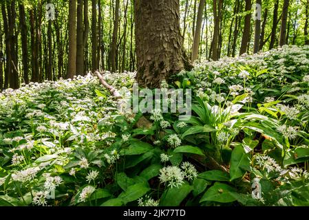 Gros plan d'un champ d'ail sauvage en fleurs (Allium ursinum) qui pousse autour des troncs d'arbres dans une forêt de printemps, Ith, Weserbergland, Allemagne Banque D'Images