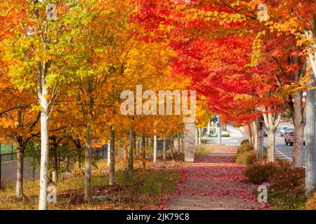 WA21823-00...WASHINGTON - feuilles colorées à l'automne bordant les trottoirs à Woodinville, Washington. Banque D'Images