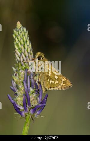 Un Skipper à pois d'argent ou un Skipper de marque commune (Hesperia Comma) à la fleur violette du Rampion aux feuilles de Betony Banque D'Images