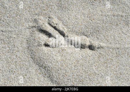 Gros plan ou macro d'une empreinte d'un oiseau dans le sable sur la plage Banque D'Images