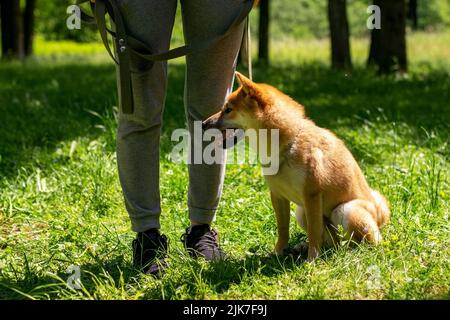 Chien Shiba inu marchant dans la forêt. Photo de haute qualité Banque D'Images