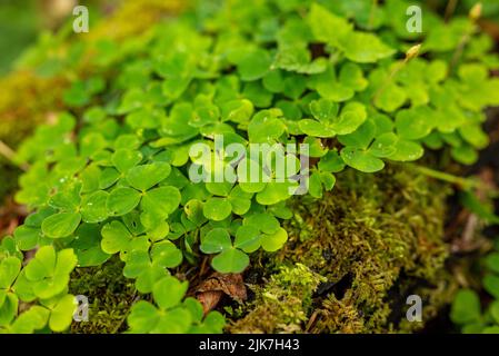 Gros plan d'un groupe de plantes de trèfle vert (Trifolium) poussant sur un arbre mort recouvert de mousse, Weserbergland, Allemagne Banque D'Images