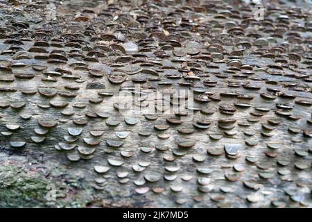 Champignons de support poussant sur le tronc d'arbre dans un environnement boisé naturel Banque D'Images