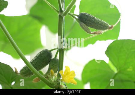 Fruits de concombres suspendus sur des branches. Concept agro-industriel Banque D'Images