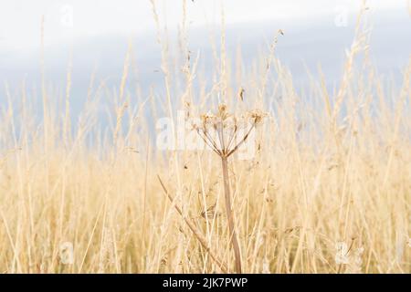 Tête de graines de persil de vache séchée dans des prairies d'automne dorées avec fond de mise au point douce Banque D'Images