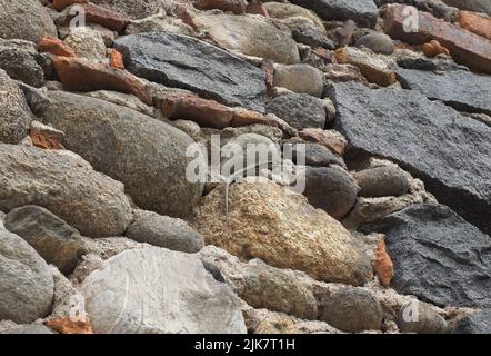 Lézard nom scientifique Lacertilia de reptiles de classe animale sur un mur de pierre Banque D'Images