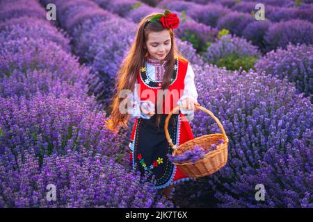 Femme bulgare en costume traditionnel de folklore cueillant la lavande dans le panier pendant le coucher du soleil. Jeune fille dans un champ. Banque D'Images