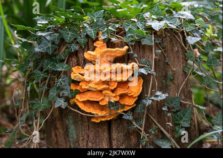 Poulet des bois Laetiporus sulfureus sur une souche d'un vieux arbre dans un jardin de Norfolk du Nord, Royaume-Uni Banque D'Images