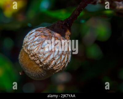 Macro photographie d'un chêne colombien, capturé forêt de ina près de la ville coloniale de Villa de Leyva dans le centre de la Colombie. Banque D'Images