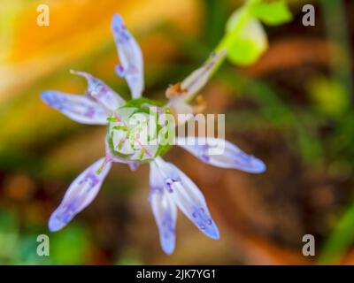 Macro photographie du sommet d'une fleur de chat caredy, capturée dans un jardin près de la ville coloniale de Villa de Leyva, dans le centre de la Colombie. Banque D'Images