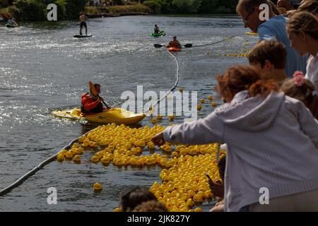 Un canoéiste recueille des canards en caoutchouc s'échappant d'une course de canards sur la Tamise Banque D'Images