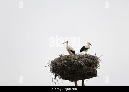 Brandenburg: Stork Nest in PrädikowPrädikow est un district de Prötzel dans le district de Märkisch-Oderland dans l'état de Brandebourg. (Photo de Simone Kuhlmey/Pacific Press) crédit: Pacific Press Media production Corp./Alay Live News Banque D'Images