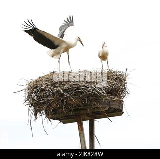 Brandenburg: Stork Nest in PrädikowPrädikow est un district de Prötzel dans le district de Märkisch-Oderland dans l'état de Brandebourg. (Photo de Simone Kuhlmey/Pacific Press) crédit: Pacific Press Media production Corp./Alay Live News Banque D'Images