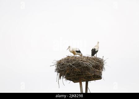 Brandenburg: Stork Nest in PrädikowPrädikow est un district de Prötzel dans le district de Märkisch-Oderland dans l'état de Brandebourg. (Photo de Simone Kuhlmey/Pacific Press) crédit: Pacific Press Media production Corp./Alay Live News Banque D'Images