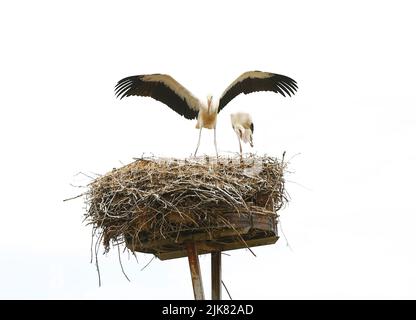 Brandenburg: Stork Nest in PrädikowPrädikow est un district de Prötzel dans le district de Märkisch-Oderland dans l'état de Brandebourg. (Photo de Simone Kuhlmey/Pacific Press) crédit: Pacific Press Media production Corp./Alay Live News Banque D'Images