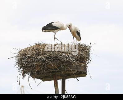 Brandenburg: Stork Nest in PrädikowPrädikow est un district de Prötzel dans le district de Märkisch-Oderland dans l'état de Brandebourg. (Photo de Simone Kuhlmey/Pacific Press) crédit: Pacific Press Media production Corp./Alay Live News Banque D'Images